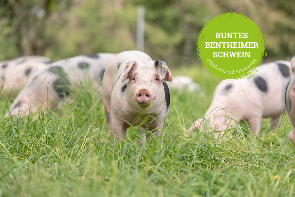 Kalieber-Produkte vom Bunten Bentheimer Schwein Schweine auf Weide