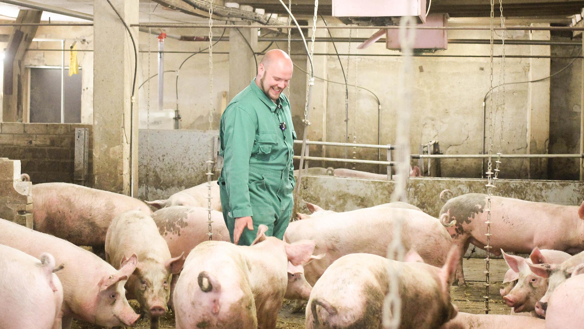 Florian Avermann Aktivstall für Schweine