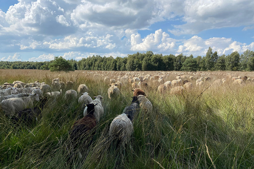 Schafe in Hütehaltung