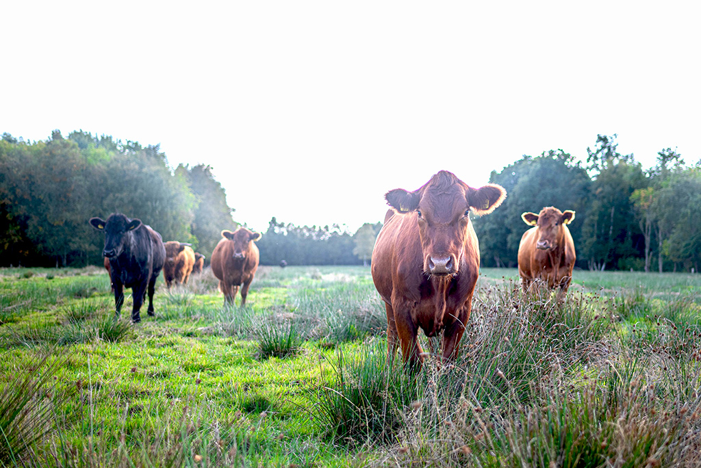 Rinder auf einer Weide