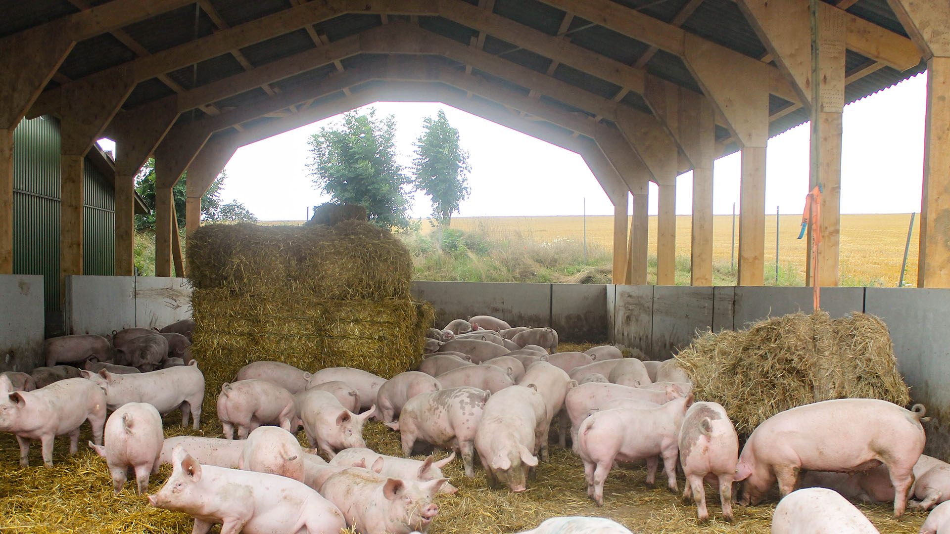Schweine im Stroh-Auslauf