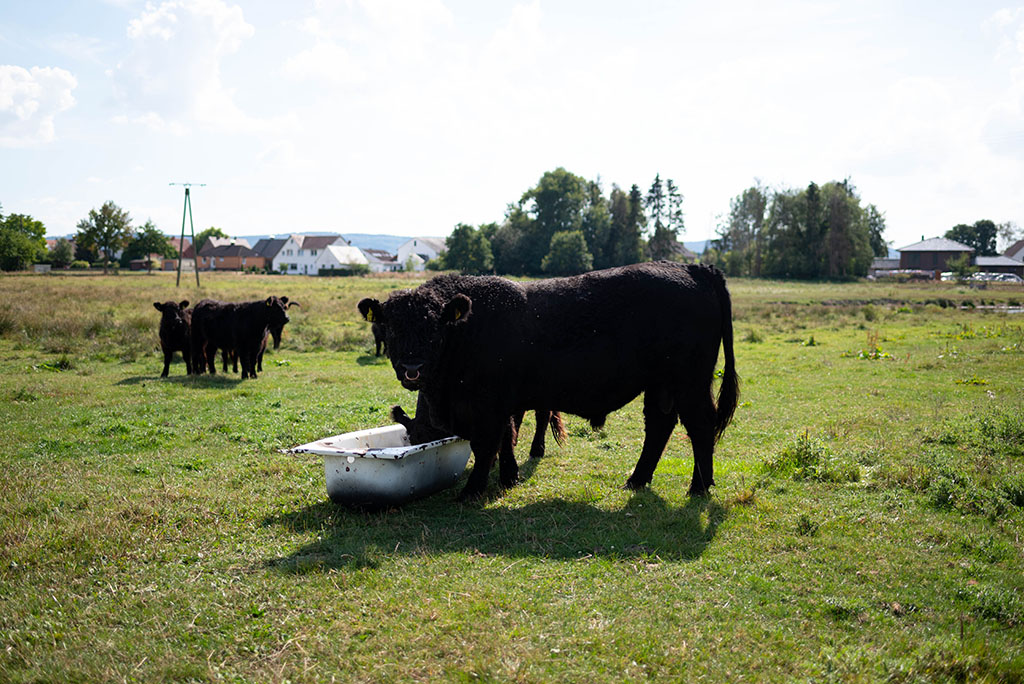 Galloway-Rinder in Weide