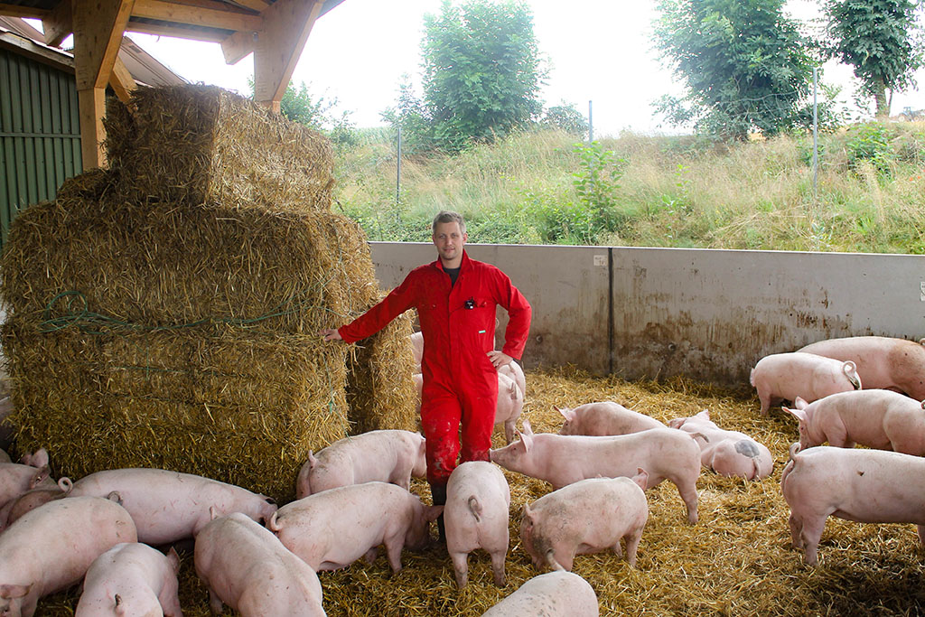 Matthias Bolte inmitten von Aktivstall-Schweinen im Auslauf