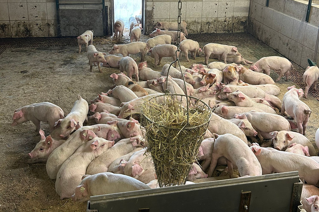 Ferkel im Aktivstall für Schweine
