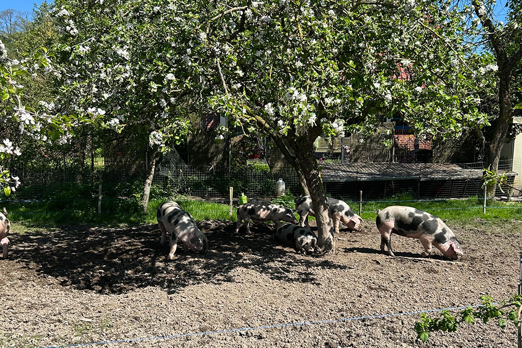 Bunte Bentheimer Schweine in Weide