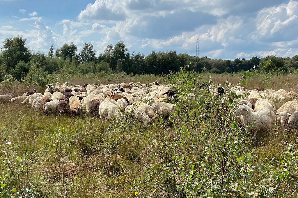 Schafe in Hütehaltung