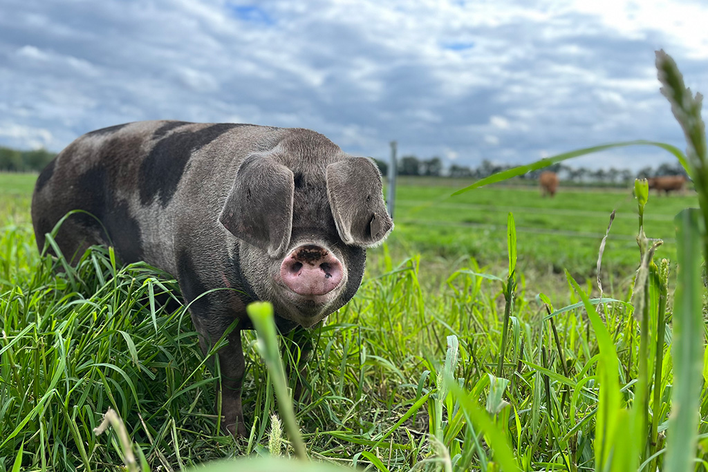 Buntes Bentheimer Schwein auf Weide