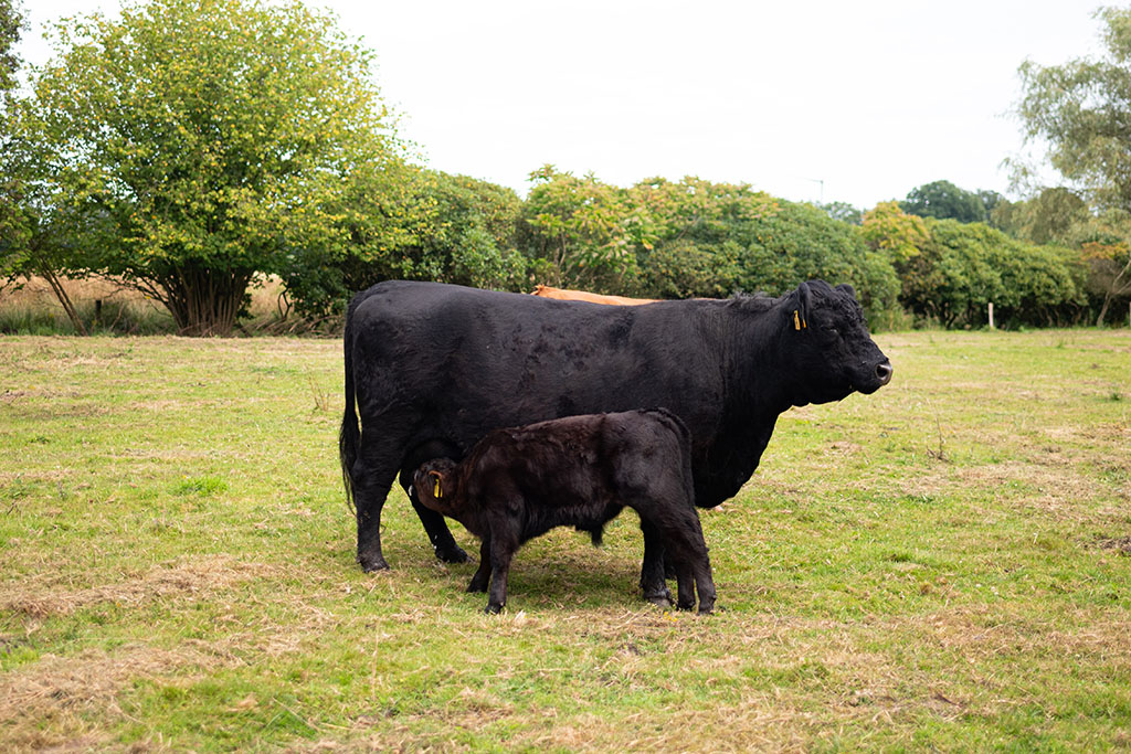 Galloway-Kuh mit Kalb auf Weide