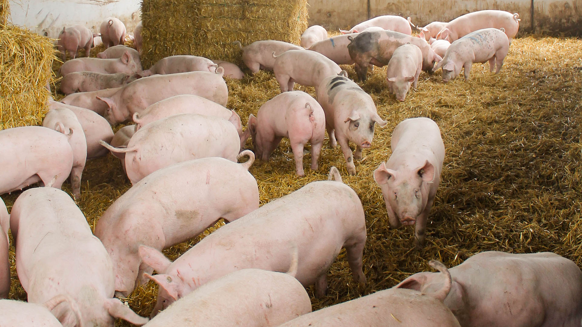 Schweine im Stroh-Auslauf