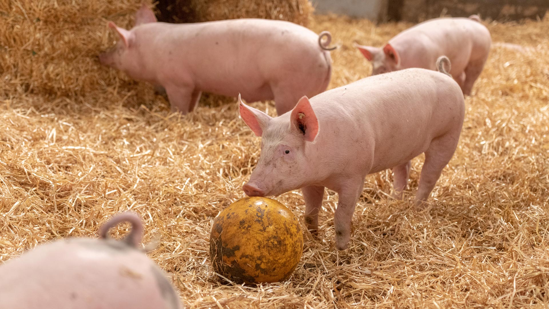 Kalieber Aktivstall-Schwein