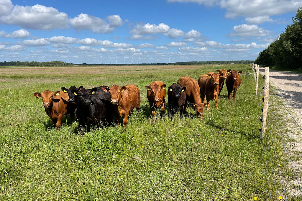 Rinder auf einer Weide