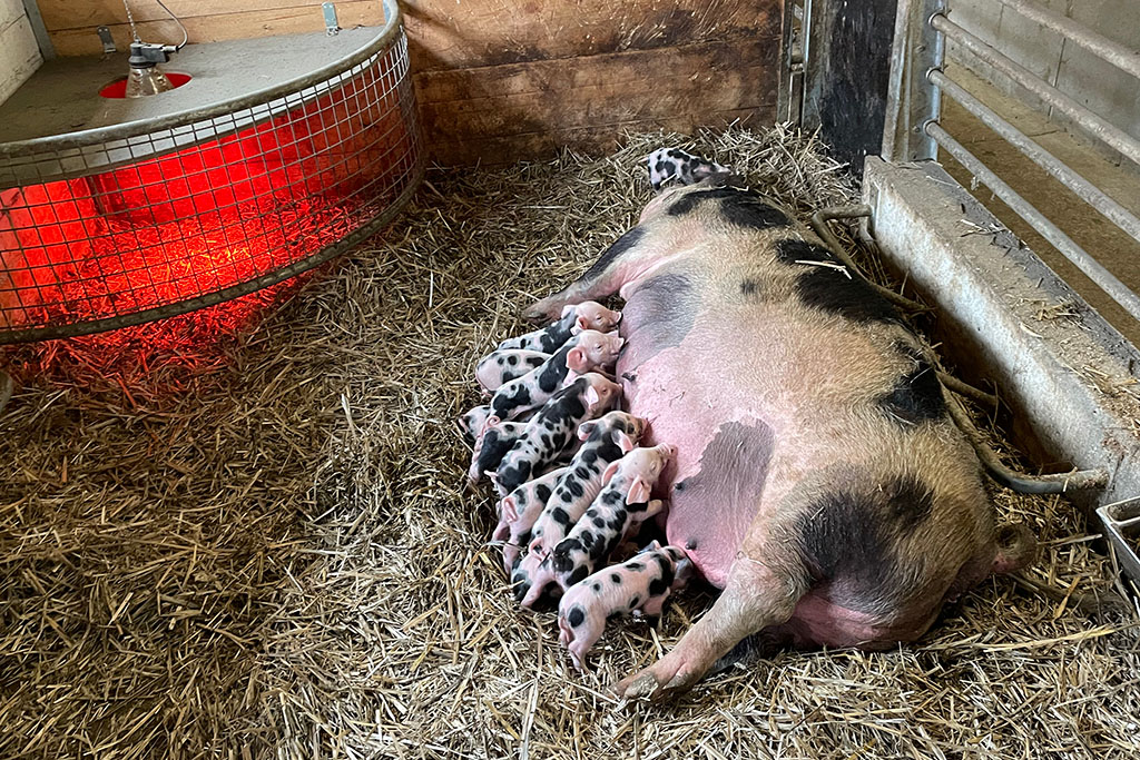 Bunte Bentheimer Schweine, Sau mit Ferkeln im Strohstall