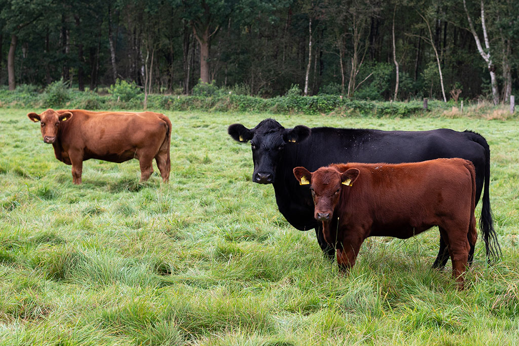 Landwirt mit Limousin-Herde auf Weide