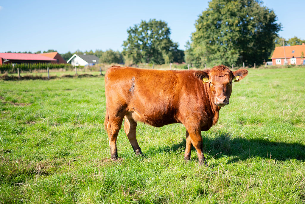 Angus-Rind auf Weide
