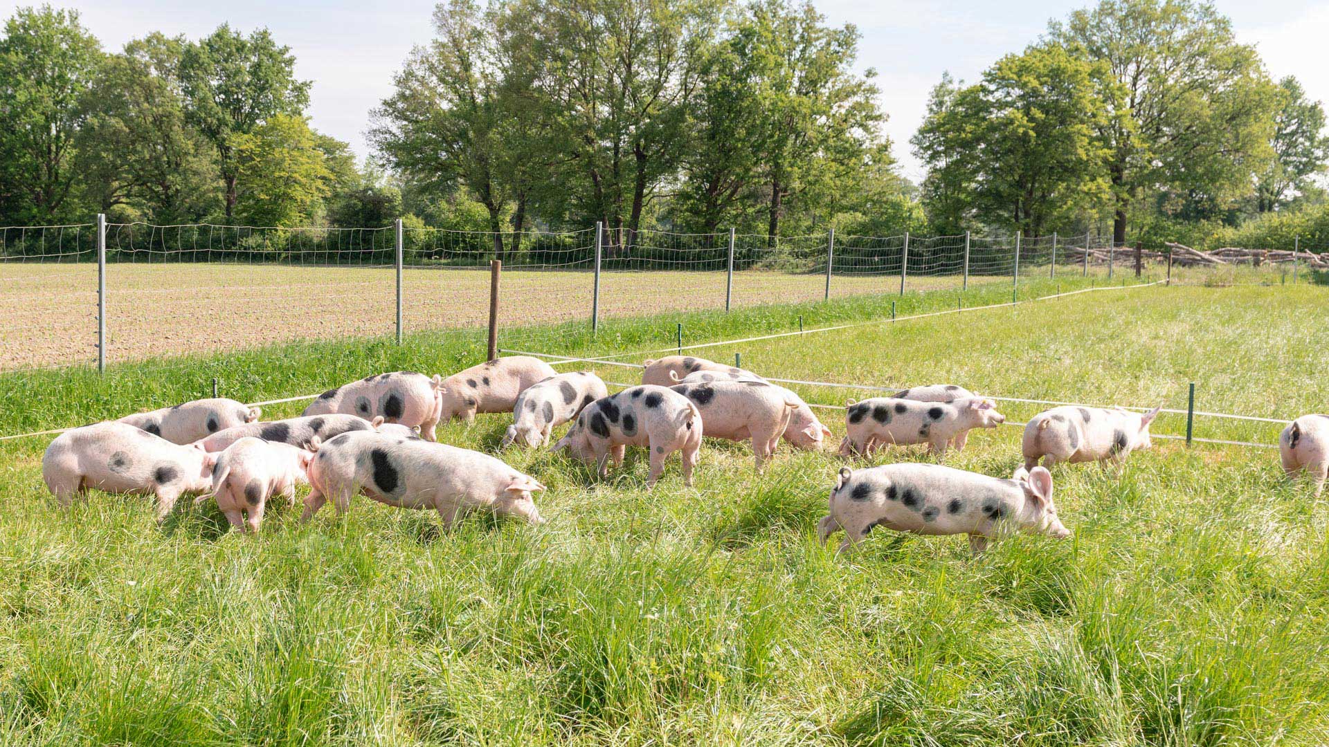 Buntes Bentheimer Schwein von Kalieber