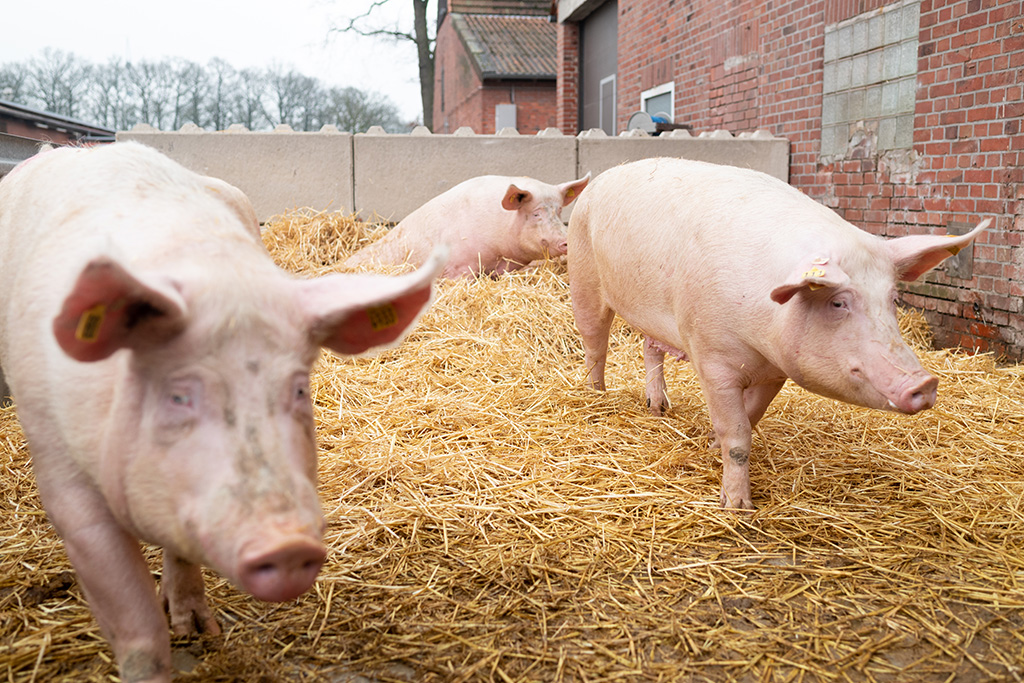 Sauen im Stroh-Auslauf