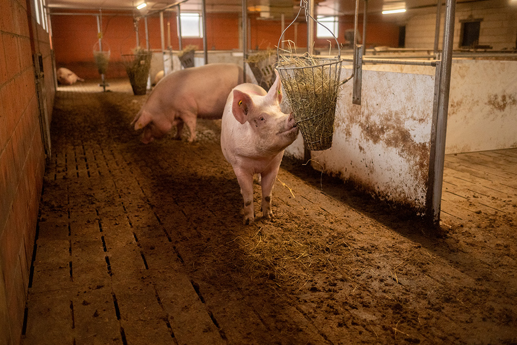 Sauen im geräumigen Sauenstall