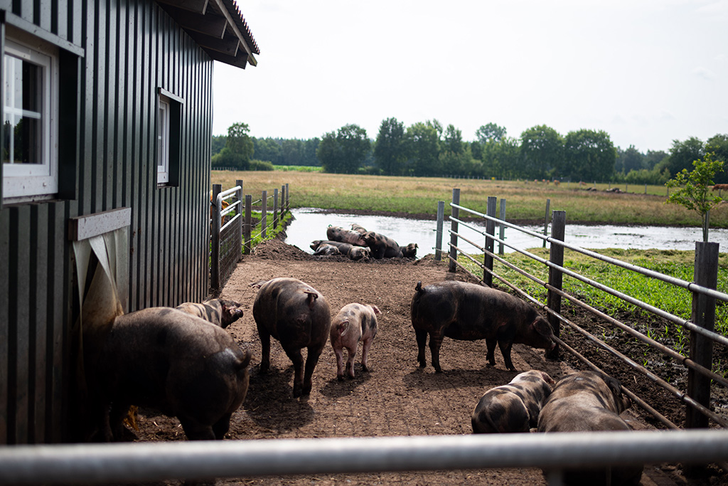 Bunte Bentheimer Schweine