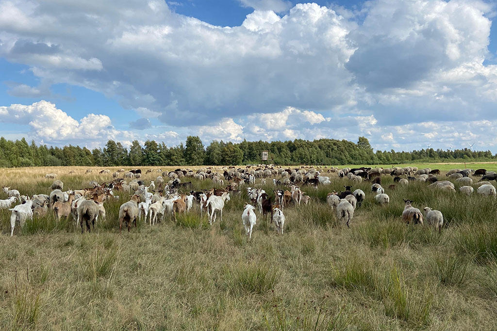 Schafe in Hütehaltung