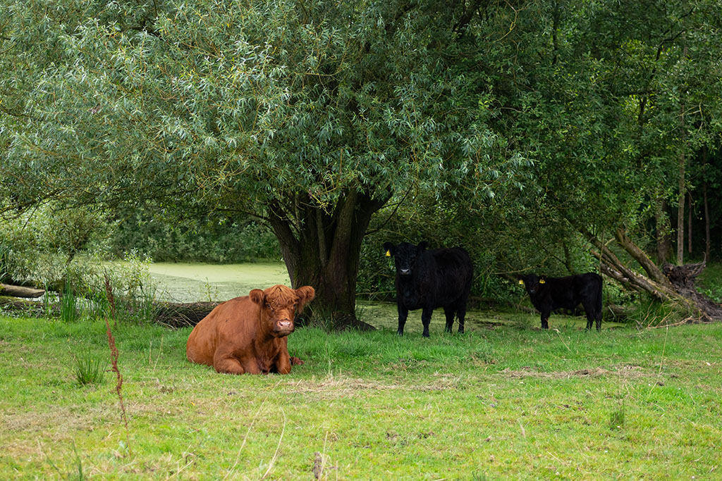 Galloway-Kühe auf Weide