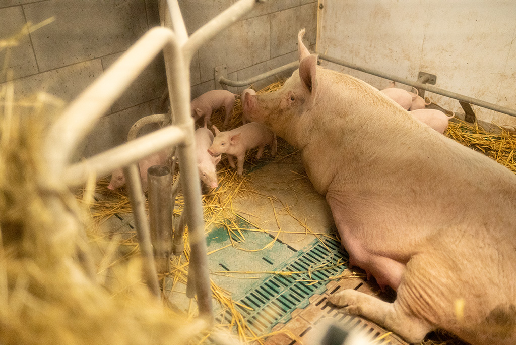 Sau liegt zwischen ihren Ferkeln