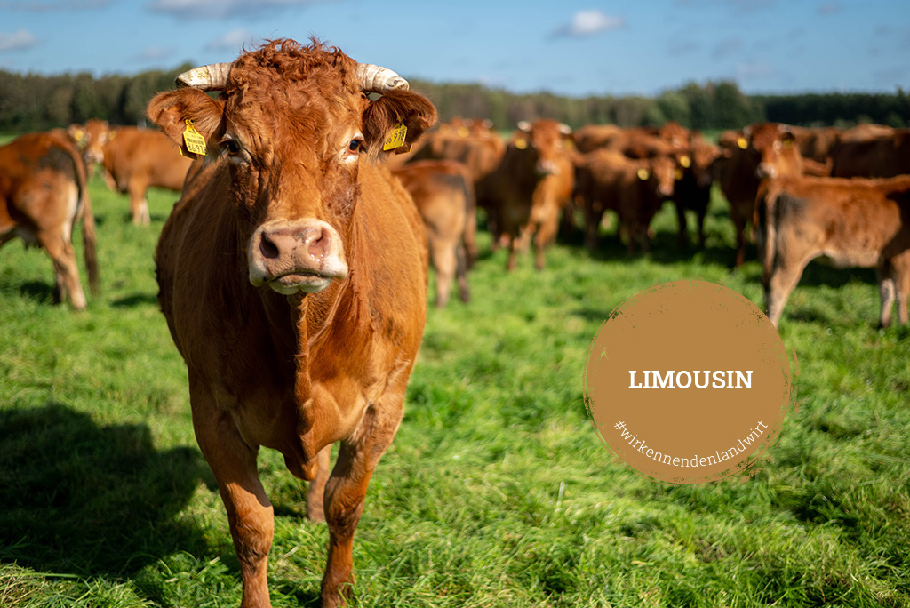 Kalieber-Produkte vom Limousin-Rind Limousin-Rinder auf Weide