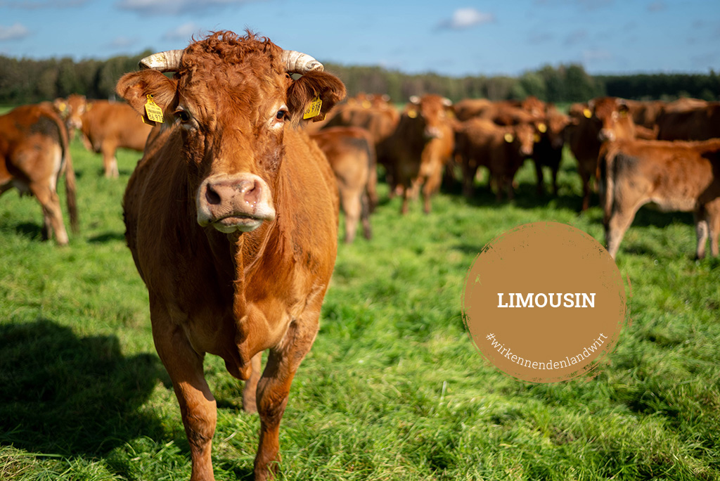 Kalieber Produkte vom Limousin-Rind