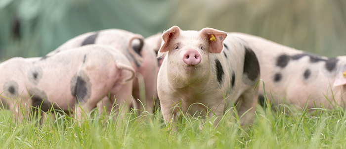 Schweine auf einer Weide