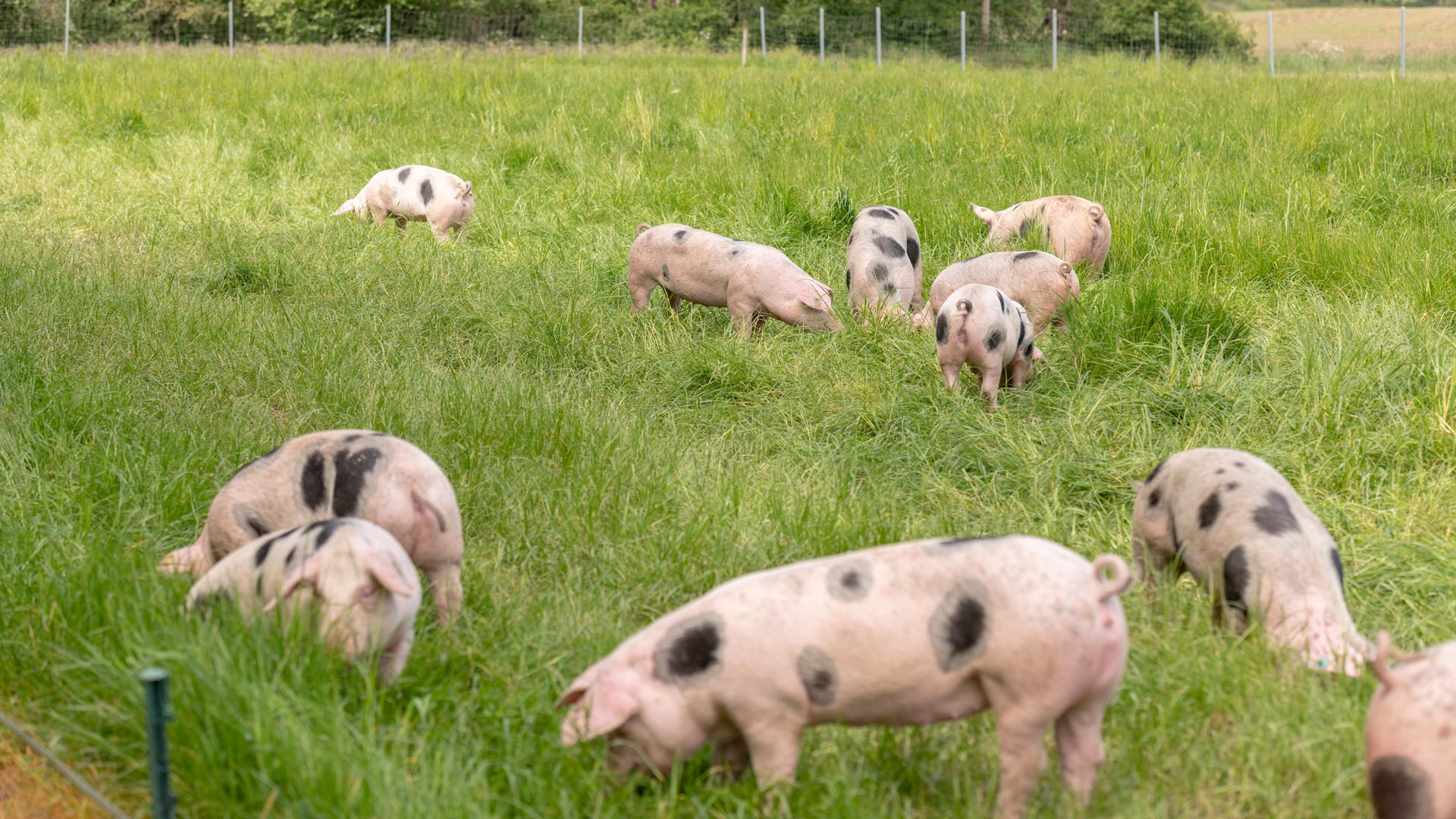 Schweine auf Schweineweide