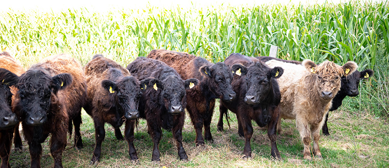 Kalieber Galloway-Rind