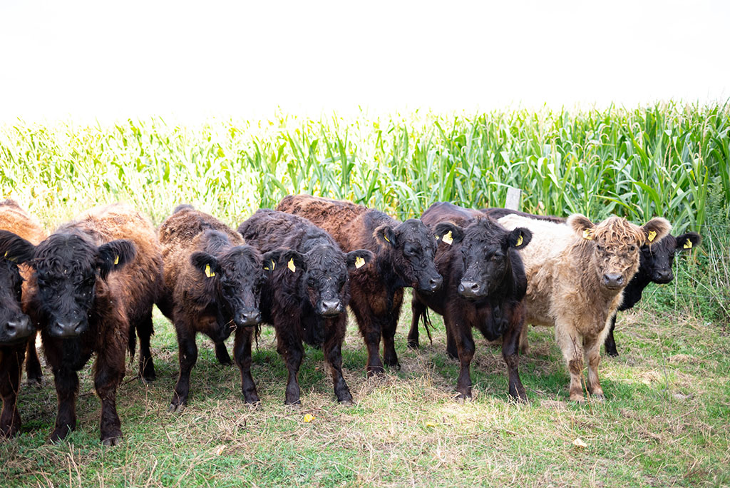 Rinder auf einer Weide